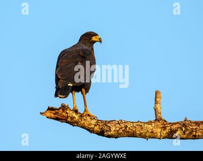 Un grand Black Hawk (Buteogallus urubitinga) debout sur une branche. Tocantina, au Brésil. Banque D'Images