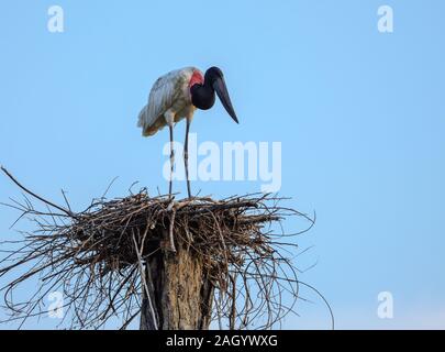 Un Jabiru mycteria Jabiru () gardiennage son nid au-dessus de souche d'arbre dans les Amazones. Cangusu, Tocantins, Brésil. Banque D'Images