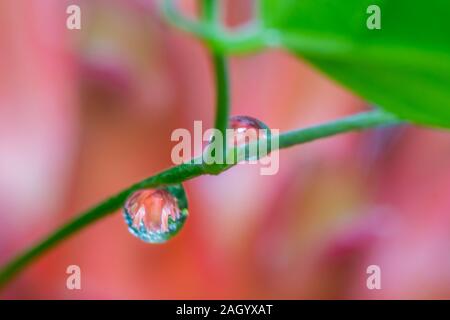 Les gouttes d'eau avec reflet de fleur sur feuillages verts dans le jardin. Banque D'Images