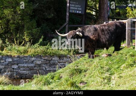 Le Perthshire en Écosse - 12 septembre 2019 : bull Highland Noir debout près de l'entrée du château de Blair Blair Castle Caravan Park, UK 1 Septembre Banque D'Images