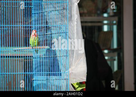 Un oiseau coloré enfermé dans une cage bleue à Monastir, Tunisie Banque D'Images