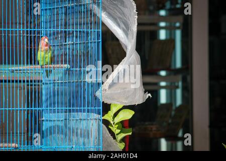 Un oiseau coloré enfermé dans une cage bleue à Monastir, Tunisie Banque D'Images