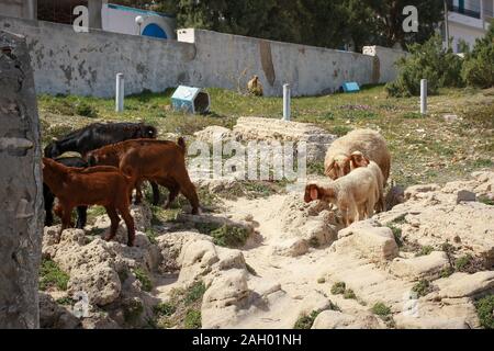 Chèvres errant librement sur la côte d'Hergla, Tunisie Banque D'Images