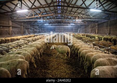 Frauenau, Allemagne. Le 05 mai 2019. Stand de moutons dans la bergerie de Johannes Eichhorn. Pour rendre le travail d'un berger plus attrayant pour la jeune génération de nouveau, le jeune homme montre un aperçu de l'œuvre avec l'amis à quatre pattes sur son profil d'Instagram. Credit : Lino Mirgeler/dpa/Alamy Live News Banque D'Images