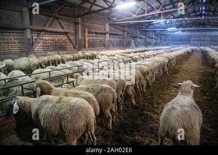 Frauenau, Allemagne. Le 05 mai 2019. Stand de moutons dans la bergerie de Johannes Eichhorn. Pour rendre le travail d'un berger plus attrayant pour la jeune génération de nouveau, le jeune homme montre un aperçu de l'œuvre avec l'amis à quatre pattes sur son profil d'Instagram. Credit : Lino Mirgeler/dpa/Alamy Live News Banque D'Images