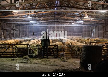 Frauenau, Allemagne. Le 05 mai 2019. Johannes Eichhorn, berger et montrer danseuse, est à sa moutons. Pour rendre le travail d'un berger plus attrayant pour la jeune génération de nouveau, le jeune homme montre un aperçu de l'œuvre avec l'amis à quatre pattes sur son profil d'Instagram. Credit : Lino Mirgeler/dpa/Alamy Live News Banque D'Images
