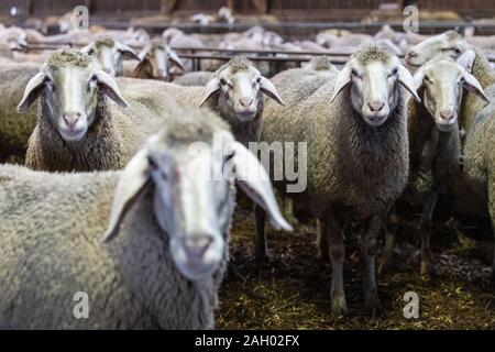 Frauenau, Allemagne. Le 05 mai 2019. Stand de moutons dans la bergerie de Johannes Eichhorn. Pour rendre la profession de berger plus attrayant pour la jeune génération, Johannes Eichhorn montre sur son profil Instagram aperçus sur le travail avec l'amis à quatre pattes. Credit : Lino Mirgeler/dpa/Alamy Live News Banque D'Images