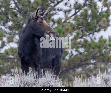 Un orignal femelle est alerte dans la Medicine Bow National Forest, Wyoming Banque D'Images