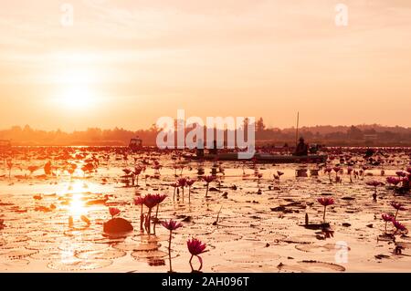 JAN 13, 2019 Thaïlande, Udonthani - Lotus Rose water lilies pleine floraison contre lumière du matin - lotus rouge pur et beau lac ou mer lotus de Nong H Banque D'Images