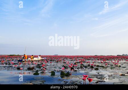 JAN 13, 2019 Thaïlande, Udonthani - Lotus Rose water lilies pleine floraison sous la lumière du matin - lotus rouge pur et beau lac ou mer lotus de Nong Har Banque D'Images