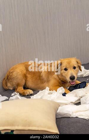 Naughty quatre-mois golden chien jouant du papier toilette blanc Banque D'Images