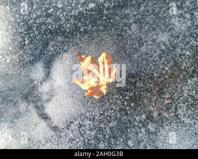 Feuille d'automne était sur la glace en hiver Banque D'Images