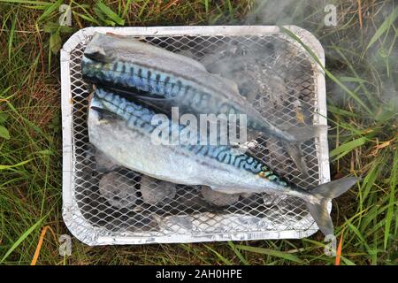 Dîner à l'extérieur de la Norvège - Maquereau fraîchement pêché un poisson cuire sur un barbecue à usage unique. Banque D'Images