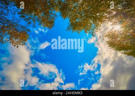 La canopée des grands arbres encadrent un ciel bleu clair, avec le soleil qui brillait à travers Banque D'Images