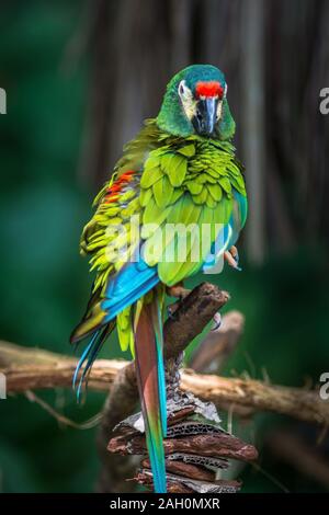 L'ara d'Illiger, Blue-winged macaw, Larus maracana d'oiseaux sauvages isolés dans la région de Parque das aves Foz do Iguacu, Brésil Iguassu Foz de Iguazu Falls Oiseaux pa Banque D'Images