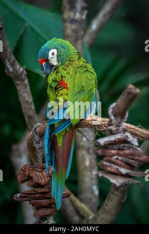 L'ara d'Illiger, Blue-winged macaw, Larus maracana d'oiseaux sauvages isolés dans la région de Parque das aves Foz do Iguacu, Brésil Iguassu Foz de Iguazu Falls Oiseaux pa Banque D'Images