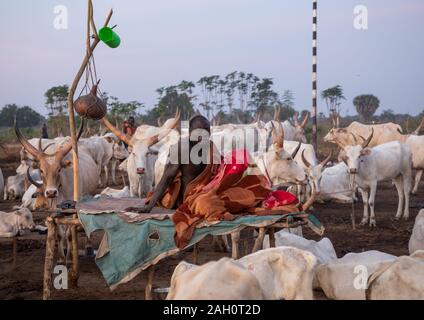 Mundari homme tribu reposant sur un lit en bois au milieu de ses longues cornes des vaches, l'Équatoria central, Terekeka, au Soudan du Sud Banque D'Images