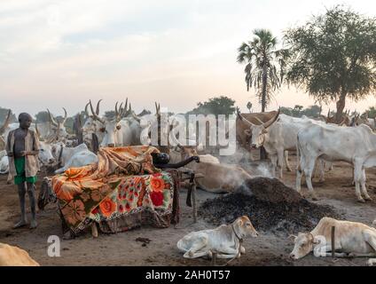 Mundari homme tribu dormir sur un lit en bois au milieu de ses longues cornes des vaches, l'Équatoria central, Terekeka, au Soudan du Sud Banque D'Images