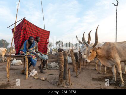 Mundari homme tribu reposant sur un lit en bois au milieu de ses longues cornes des vaches, l'Équatoria central, Terekeka, au Soudan du Sud Banque D'Images