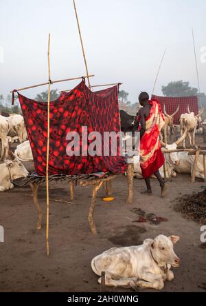 Mundari homme tribu reposant sur un lit en bois au milieu de ses longues cornes des vaches, l'Équatoria central, Terekeka, au Soudan du Sud Banque D'Images