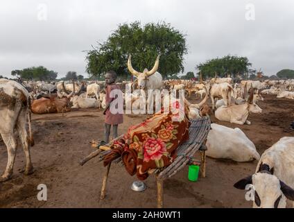 Mundari homme tribu dormir sur un lit en bois au milieu de ses longues cornes des vaches, l'Équatoria central, Terekeka, au Soudan du Sud Banque D'Images