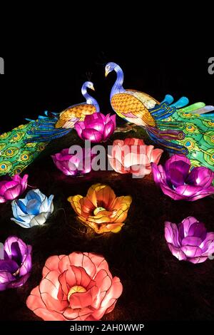 Varsovie, Pologne - 16 décembre 2019 : Paon couple dans l'amour et l'épanouissement des fleurs illuminées la nuit au festival lumière chinois à Fort Bema Banque D'Images