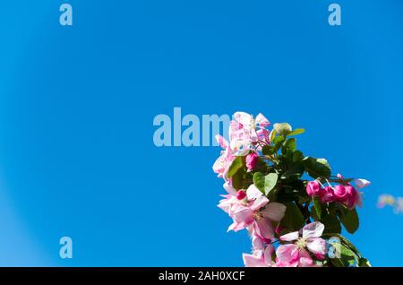 Magnifiques fleurs roses d'un jour bleu clair d'être pollinisées par les abeilles comme ils tournent autour des Banque D'Images