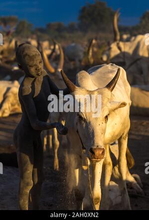 Mundari tribe boy en prenant soin de la longues cornes vaches dans le camp, l'Équatoria central, Terekeka, au Soudan du Sud Banque D'Images