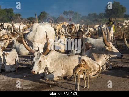 Mundari tribe boy en prenant soin de la longues cornes vaches dans le camp, l'Équatoria central, Terekeka, au Soudan du Sud Banque D'Images