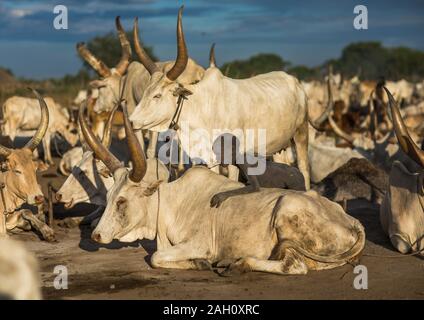 Mundari tribe boy en prenant soin de la longues cornes vaches dans le camp, l'Équatoria central, Terekeka, au Soudan du Sud Banque D'Images