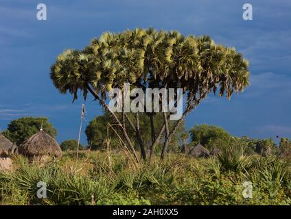 Village de la tribu Mundari traditionnel avec des palmiers doum, Central Equatoria, Terekeka, au Soudan du Sud Banque D'Images