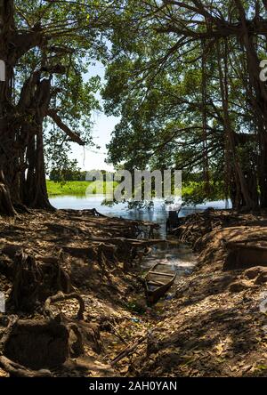 D'énormes arbres le long du Nil blanc, l'Équatoria central, Terekeka, au Soudan du Sud Banque D'Images