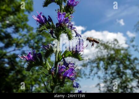 Vol d'Abeille sur fleur Echium vulgare fleurs sauvages Banque D'Images