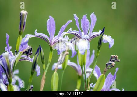 Iris prismatica Iridaceae. Banque D'Images