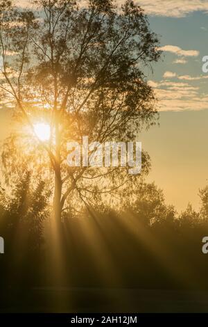 Réflexions du soleil entre les arbres Banque D'Images