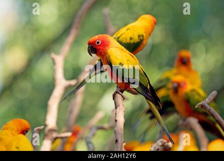 Libre Groupe de perroquet Conure Soleil perché sur la branche isolé sur fond Banque D'Images