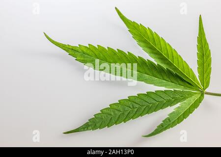 Feuille de cannabis isolé sur fond blanc Banque D'Images