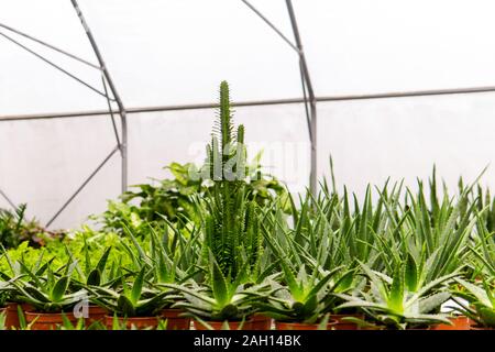 Tropical intérieur diverses plantes succulentes dans une serre Banque D'Images