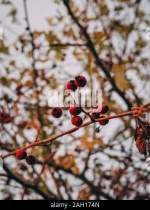 Chien-rose sur la section dans la forêt Automne Banque D'Images