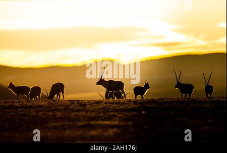 (191223) -- BEIJING, 23 décembre 2019 (Xinhua) -- Photo prise le 31 janvier 2019 montre les antilopes tibétaines dans Shuanghu, comté du sud-ouest de la Chine dans la région autonome du Tibet. À partir de l'expédition scientifique à l'Yamzbog Yumco Lake à la conservation de la faune et de la mission de patrouille dans Shuanghu County à une altitude moyenne de plus de 5 000 mètres, à partir d'une fête traditionnelle à des courses de chevaux de l'lifting annuel Palais du Potala, les photographes de presse Xinhua capturé la vie quotidienne de la population locale et les réalisations sur le développement social au Tibet en 2019, l'année qui marque le 60e anniversaire de la campagne de la refor Banque D'Images