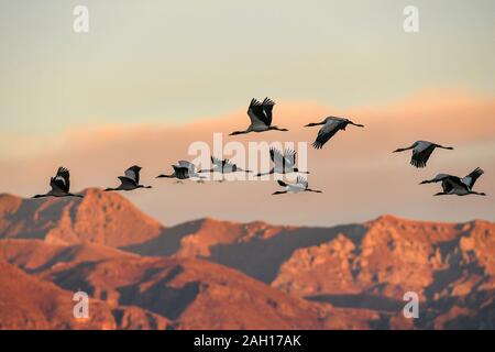 (191223) -- BEIJING, 23 décembre 2019 (Xinhua) -- les grues à col noir survoler une réserve naturelle pour les oiseaux dans le comté de Lhunzhub, sud-ouest de la Chine, région autonome du Tibet, le 1 er janvier 2019. À partir de l'expédition scientifique à l'Yamzbog Yumco Lake à la conservation de la faune et de la mission de patrouille dans Shuanghu County à une altitude moyenne de plus de 5 000 mètres, à partir d'une fête traditionnelle à des courses de chevaux de l'lifting annuel Palais du Potala, les photographes de presse Xinhua capturé la vie quotidienne de la population locale et les réalisations sur le développement social au Tibet en 2019, l'année qui marque le 60e anniversaire de l'campai Banque D'Images