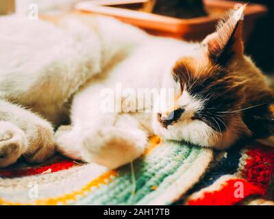 Dormir chat blanc sur un tapis coloré - rêve parfait Banque D'Images