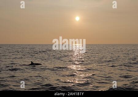 Dolphin au coucher du soleil à Hawaii nature Banque D'Images
