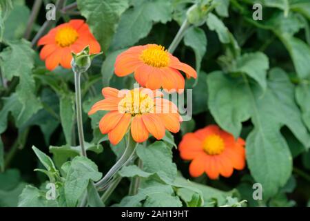 Tournesol mexicain Goldfinger, Tithonia rotundifolia « Goldfinger » Banque D'Images