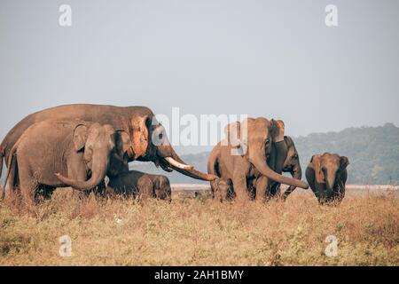 Les éléphants sauvages dans un parc national au Sri Lanka Banque D'Images