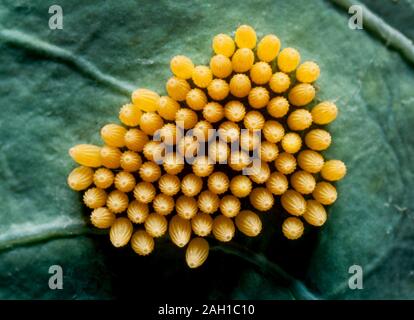 Grand papillon blanc, Pieris brassicae, oeufs sur les choux Banque D'Images