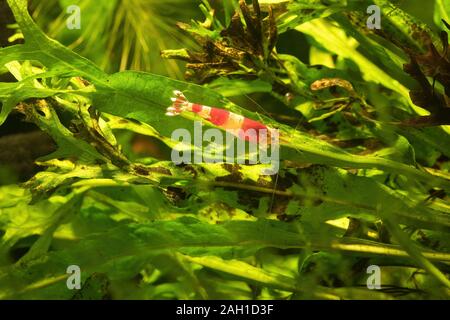 Cristal rouge (crevettes Caridina cantonensis) dans l'aquarium d'eau douce Banque D'Images