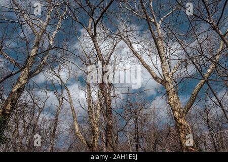 New York City - USA - 21 févr. 2019 : arbres de Central Park avec de la neige en hiver Banque D'Images