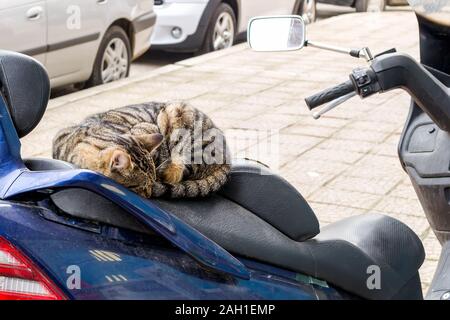 Les sans-abri cat repose sur le siège de moto. Stray Cat recroquevillé en boule et de dormir sur le siège d'une moto ou un scooter garé dans une rue calme. Banque D'Images