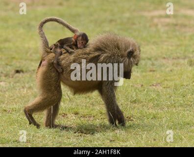 Libre de babouins Olive (nom scientifique : papio anubis, ou Nyani dans Swaheli) dans le parc national du lac Manyara, Tanzanie Banque D'Images